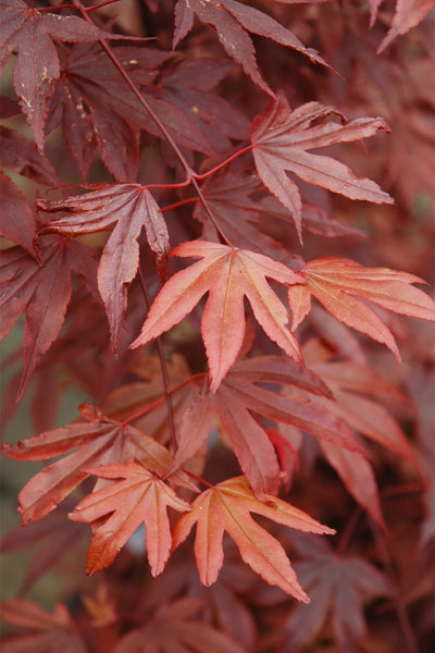 Maple, Japanese Fireglow