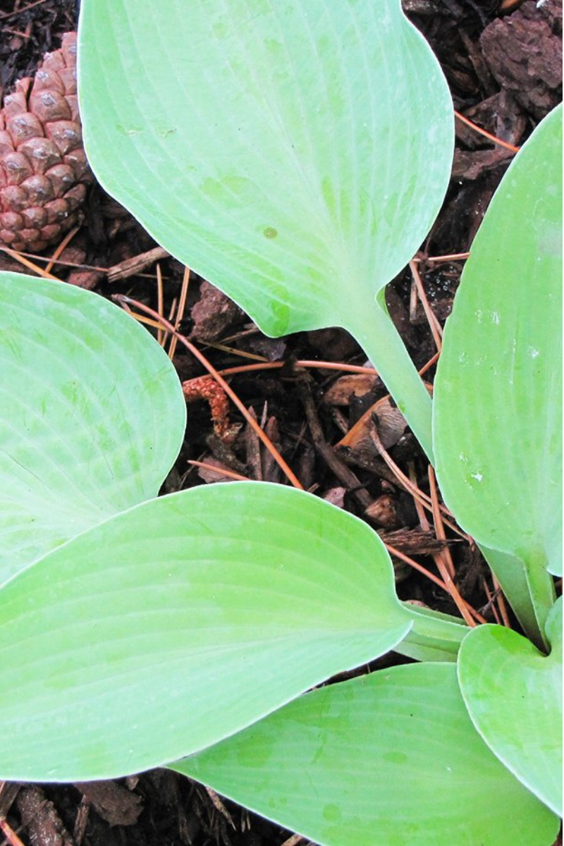 Hosta, Fragrant Blue