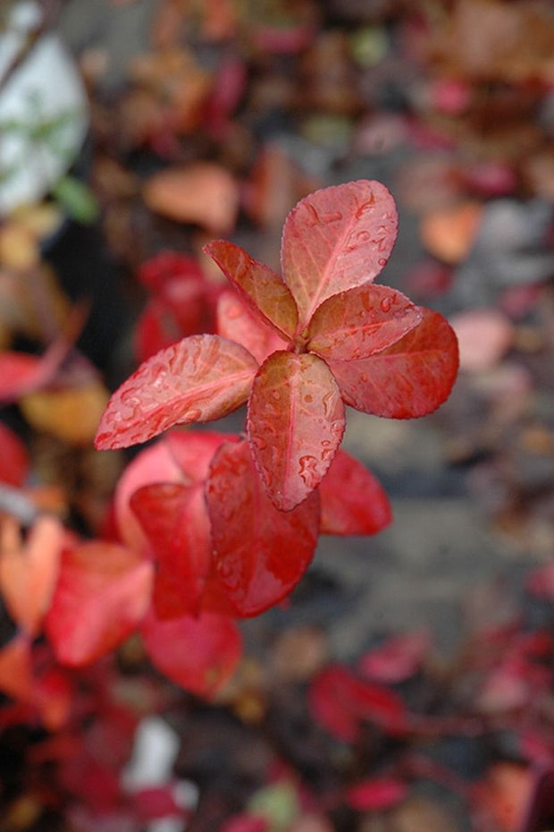 Euonymus, Coloratus