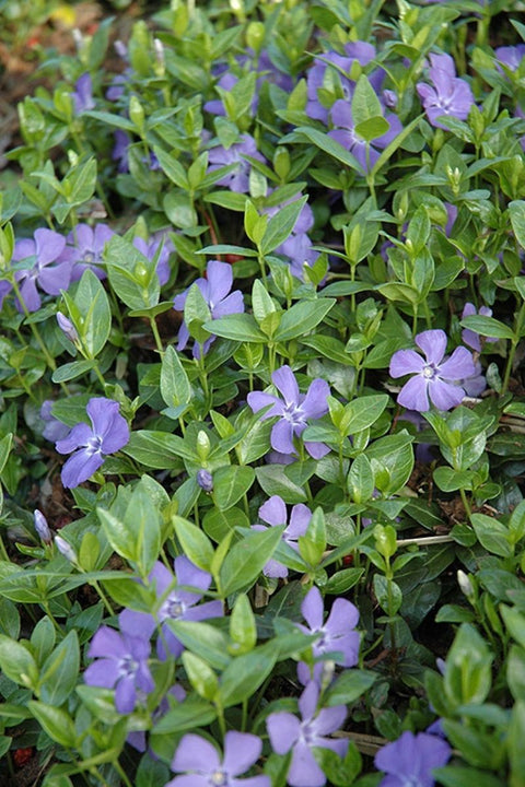 Vinca, Dart'S Blue