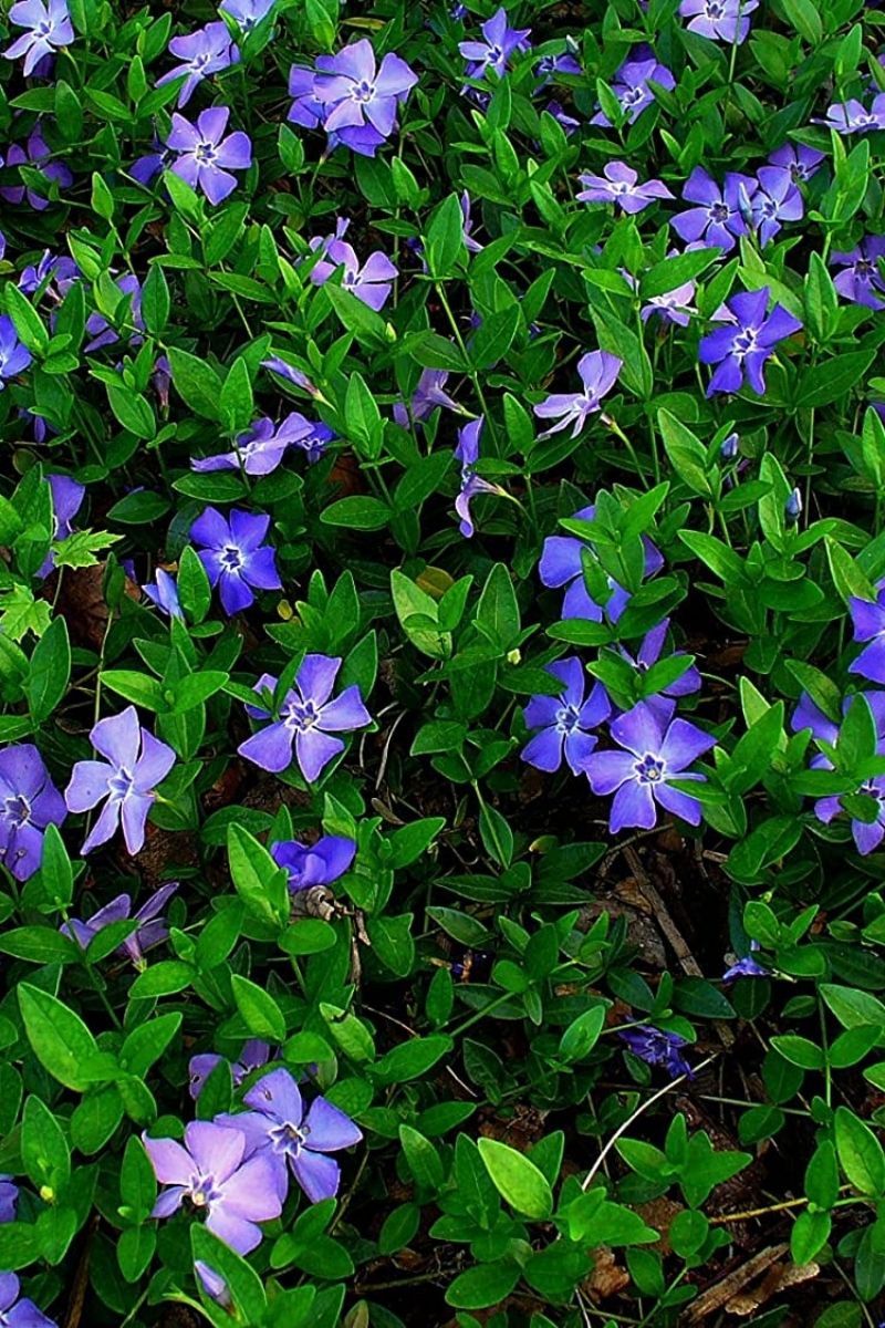 Vinca Minor, Flat