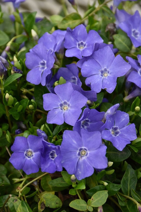 Ground Cover, Vinca