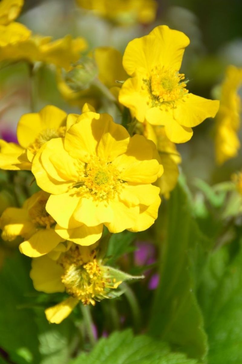 Geum, Limoncello