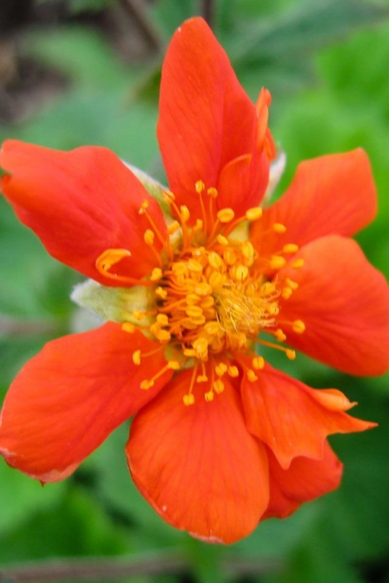 Geum, Sea Breeze