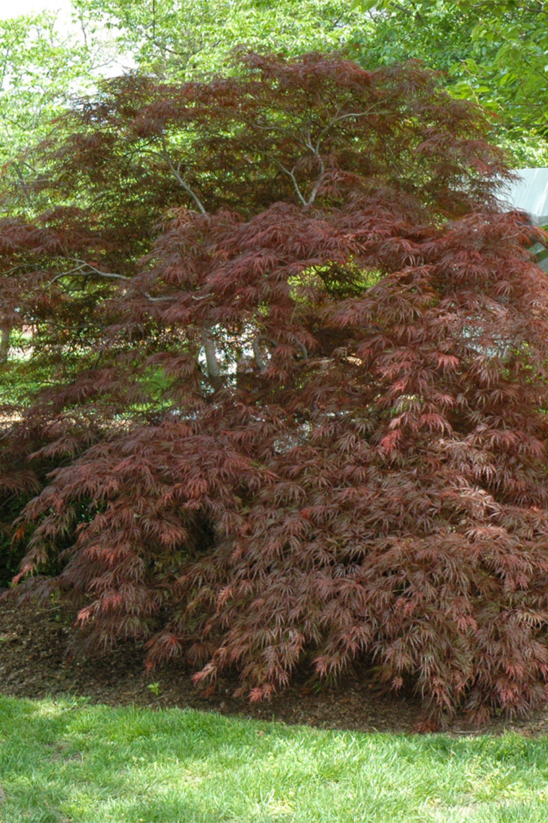 Maple, Japanese Garnet