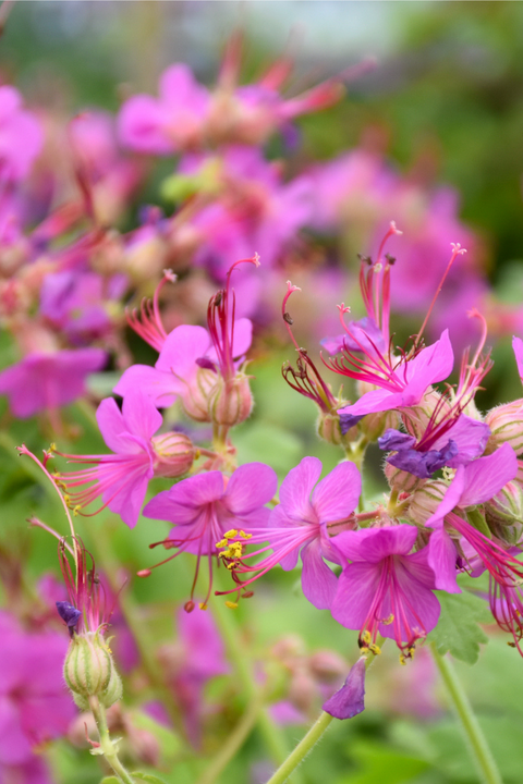 Geranium, Bevan'S Variety