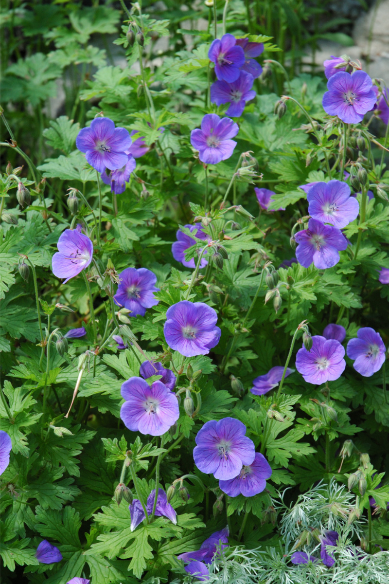 Geranium, Johnson'S Blue