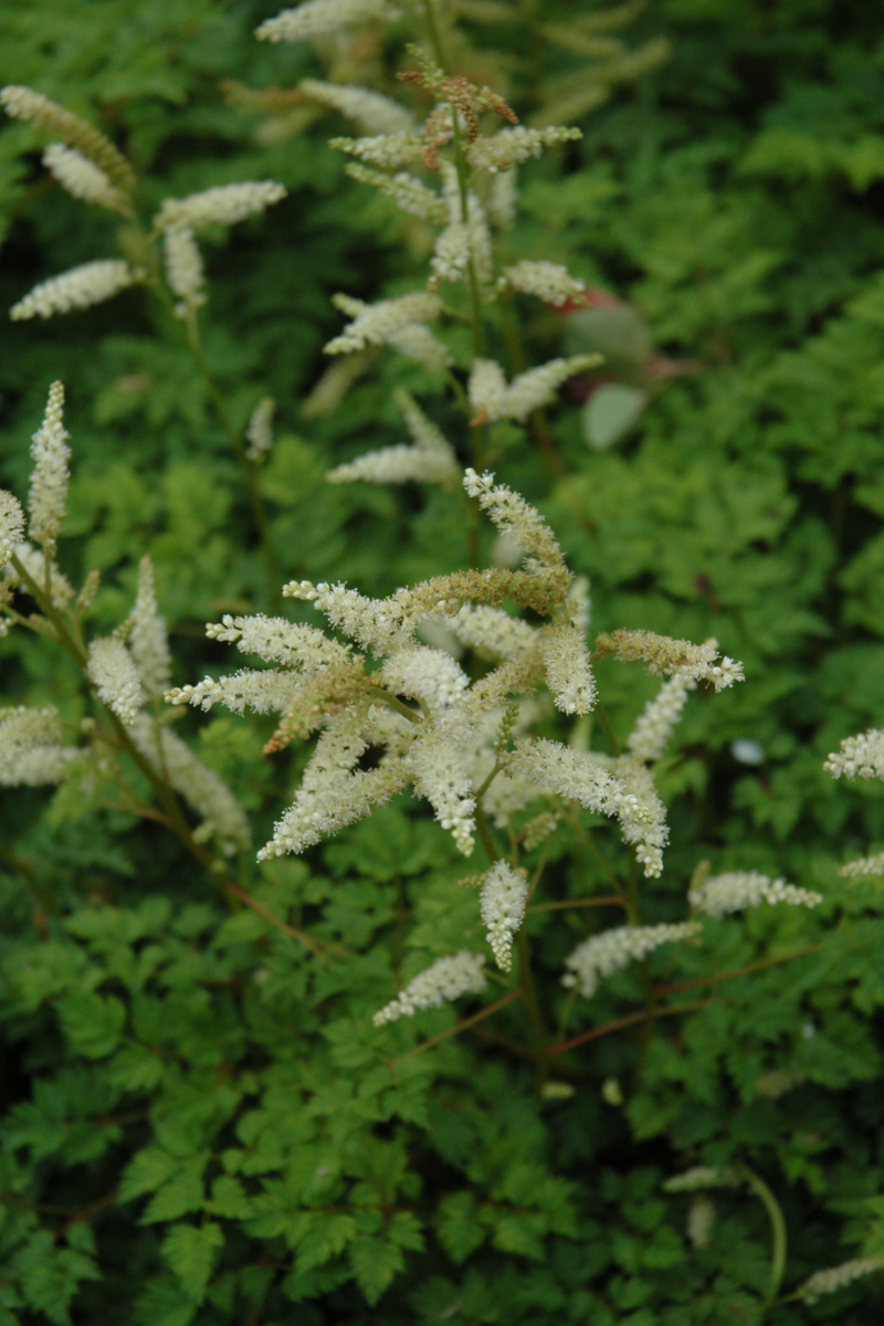 Goat's Beard, Dwarf
