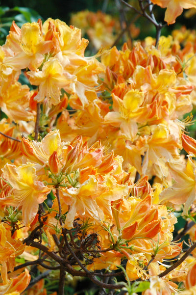 Azalea, Golden Lights