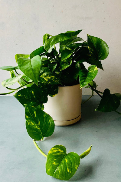 gouden pothos Pothos, Golden 6" – Chalet