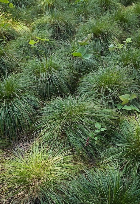 Grass, Sedge James