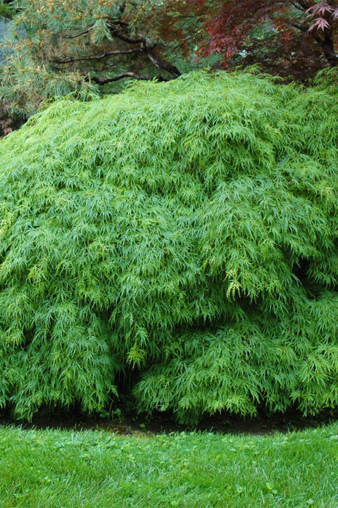 Maple, Japanese Green Cutleaf