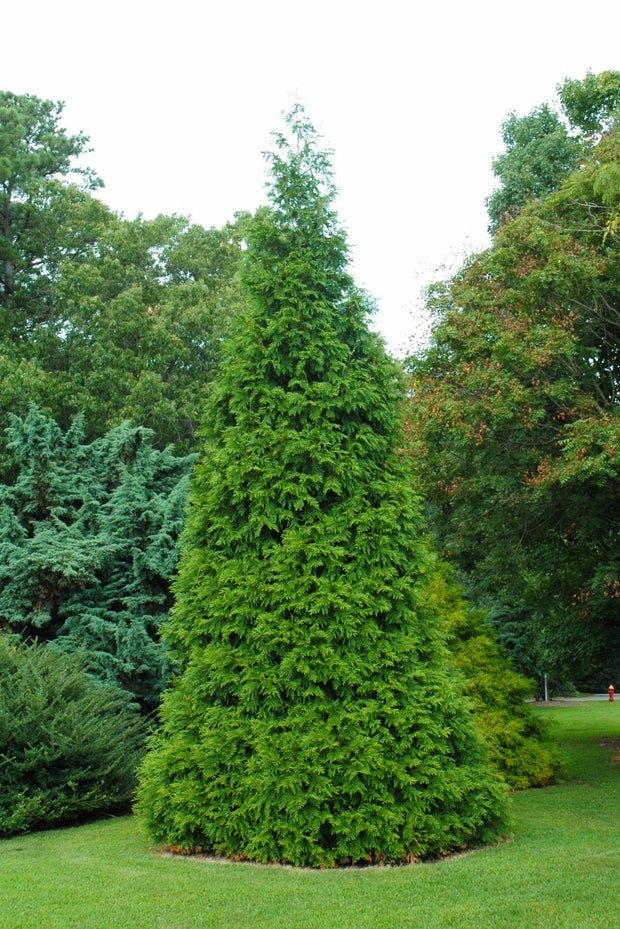 Arborvitae, Green Giant
