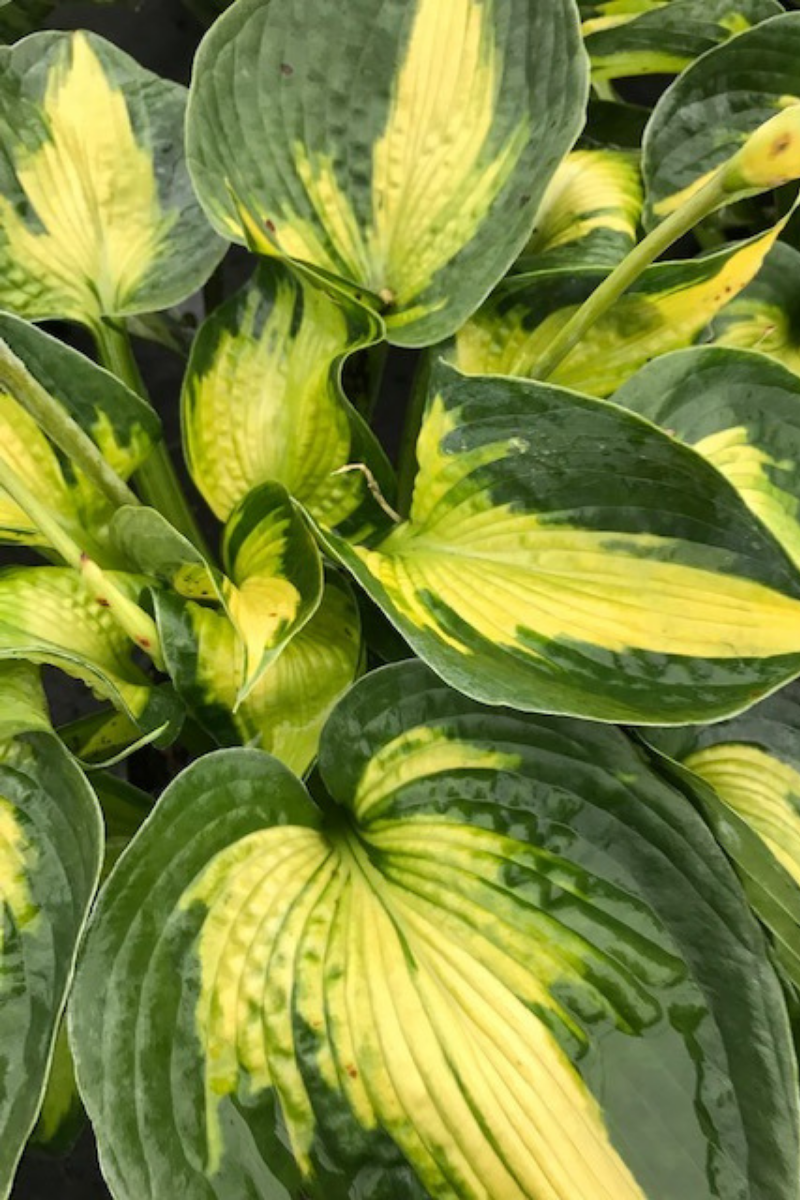 Hosta, Heat Wave