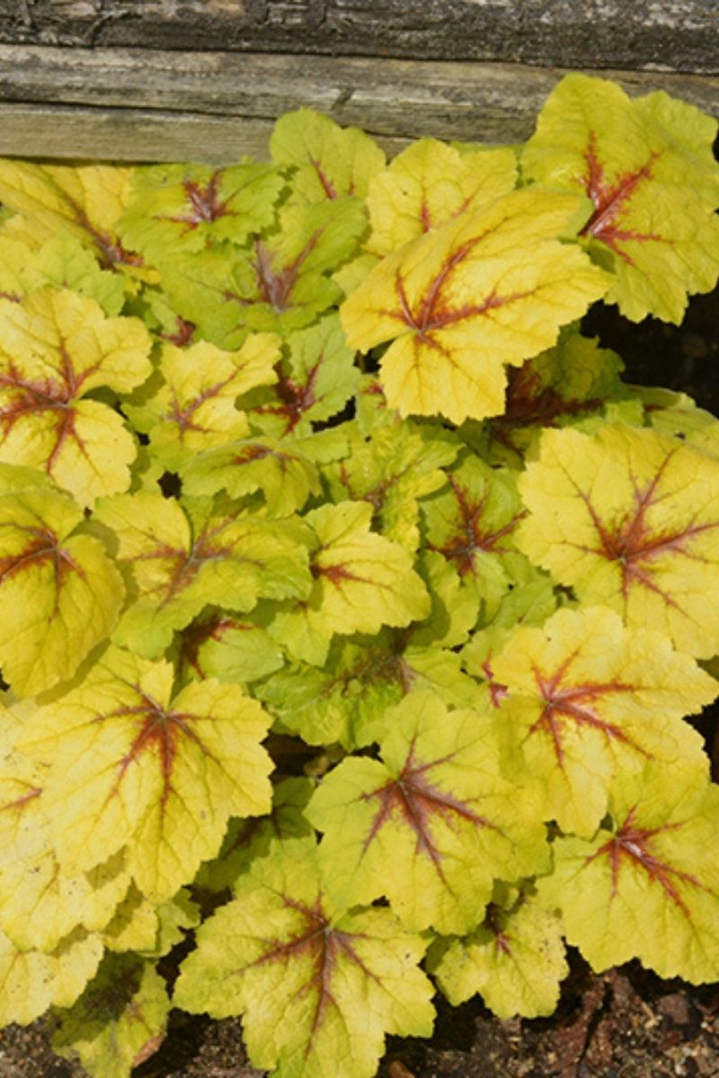 Foamy Bells, Catching Fire