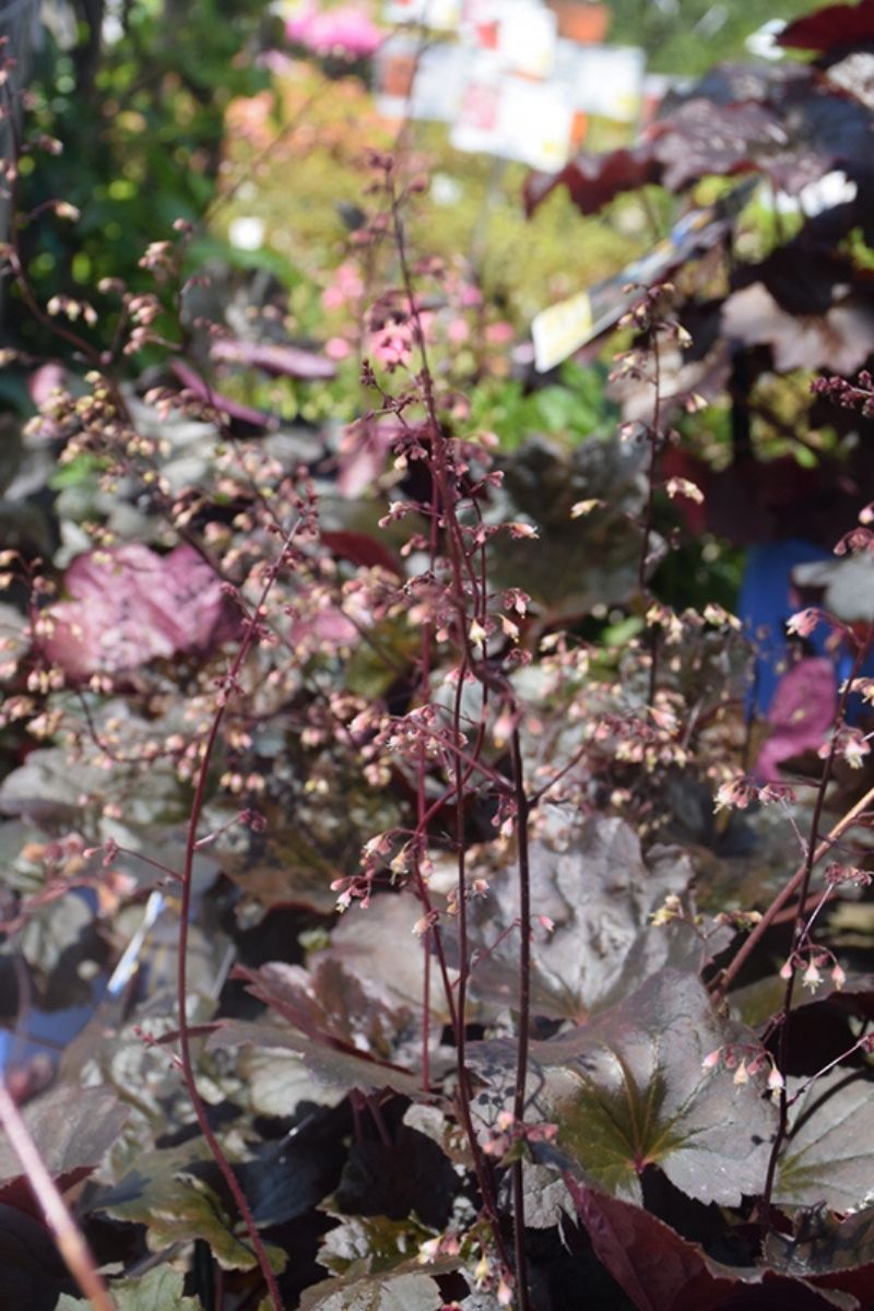 Coral Bells, Carnival Black