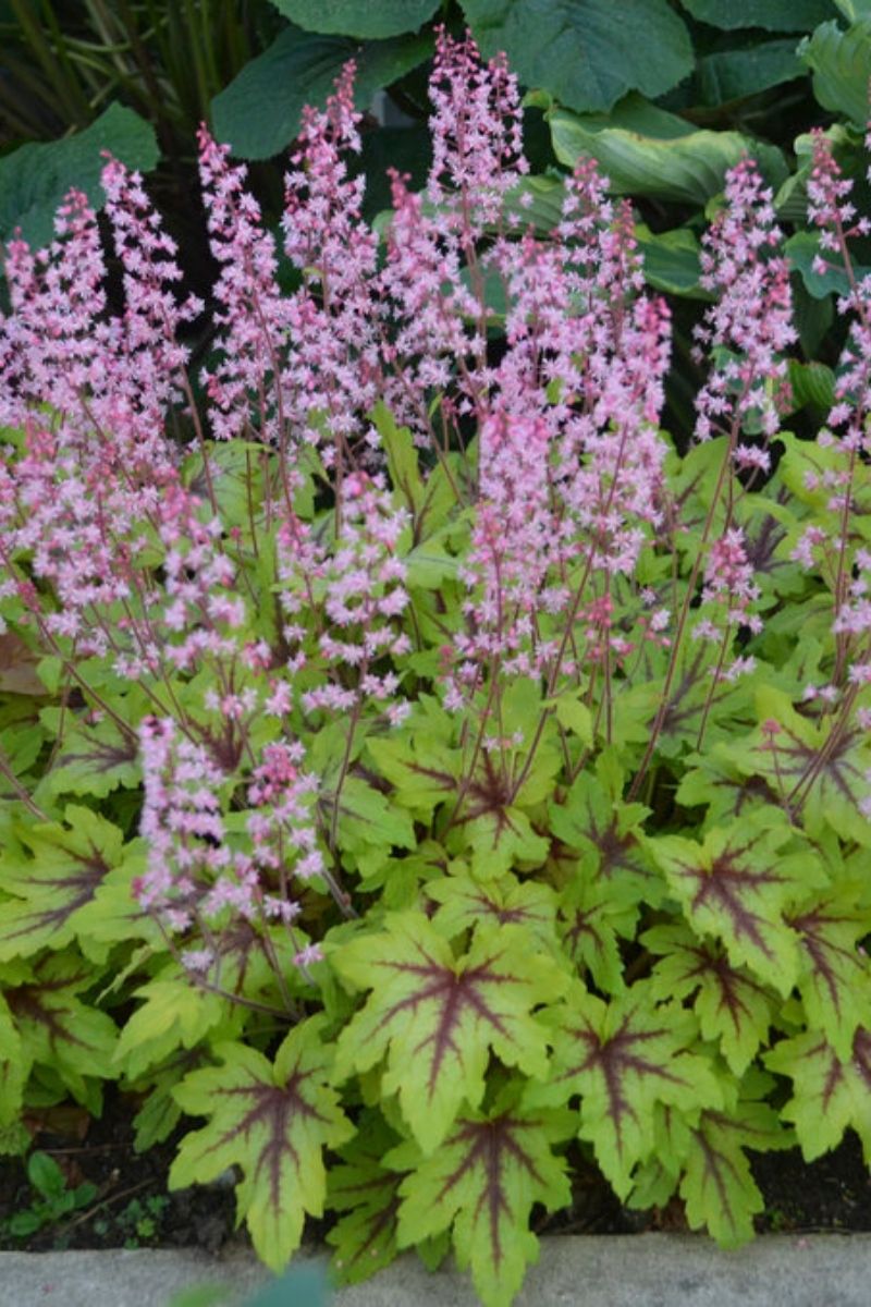 Foamy Bells, Eye Spy