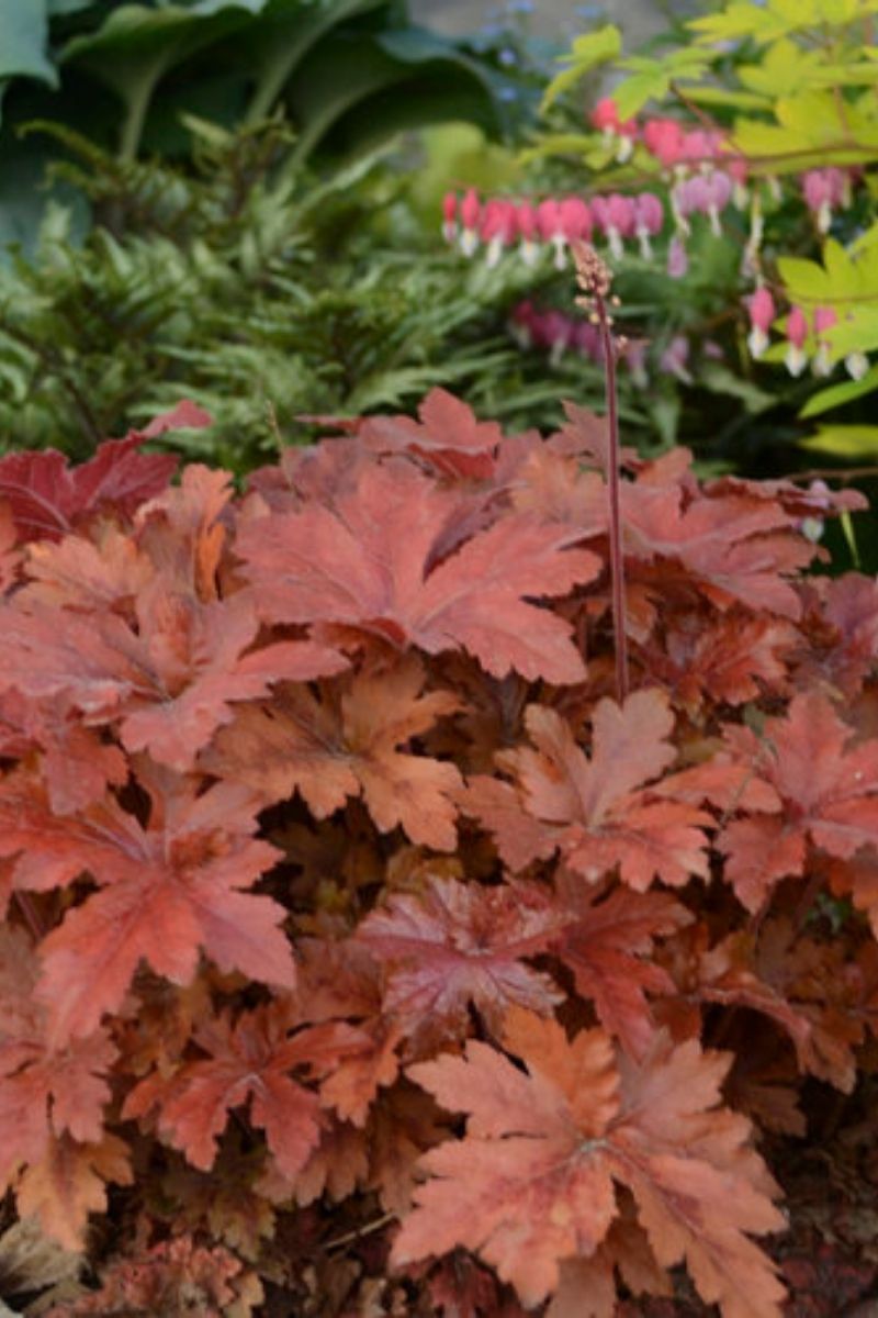 Foamy Bells, Hopscotch