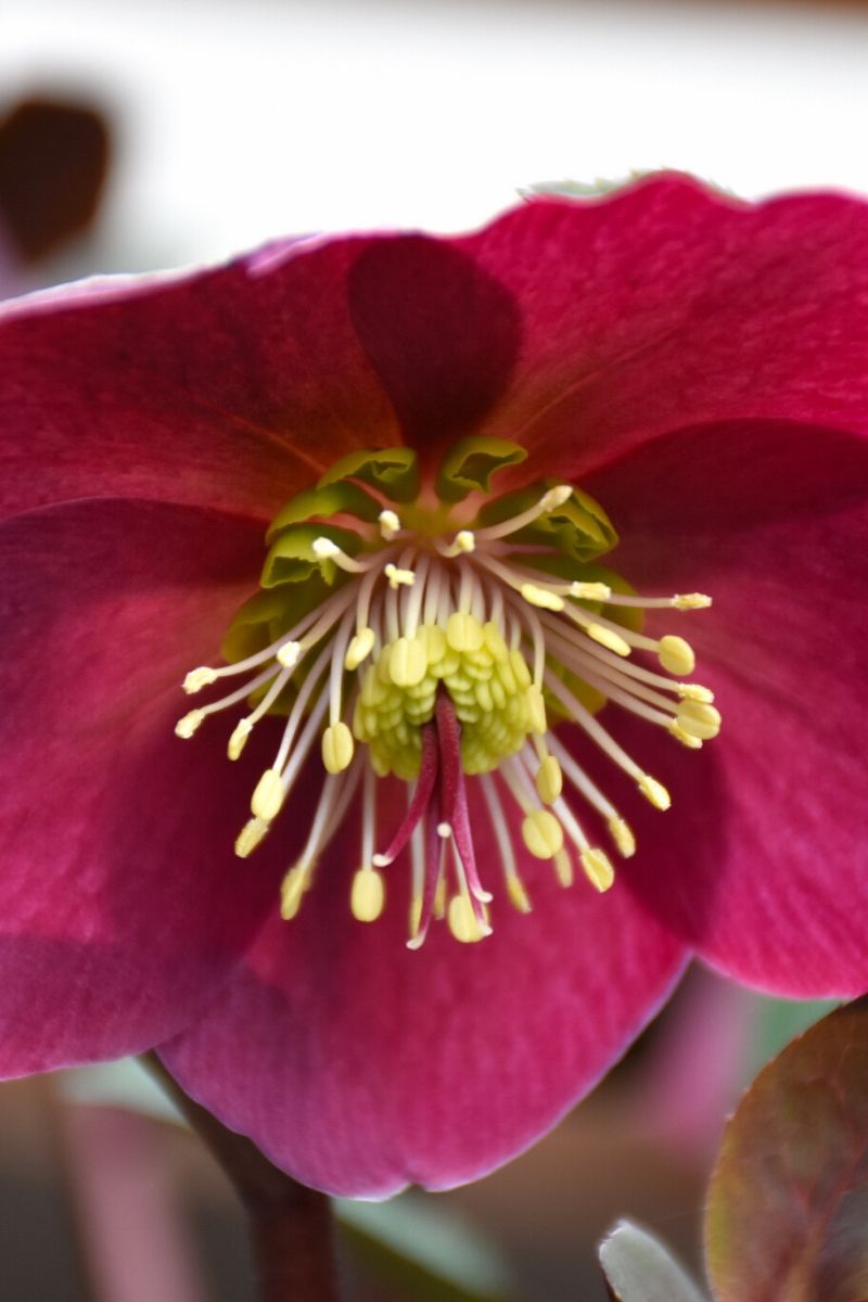 Lenten Rose, Anna's Red