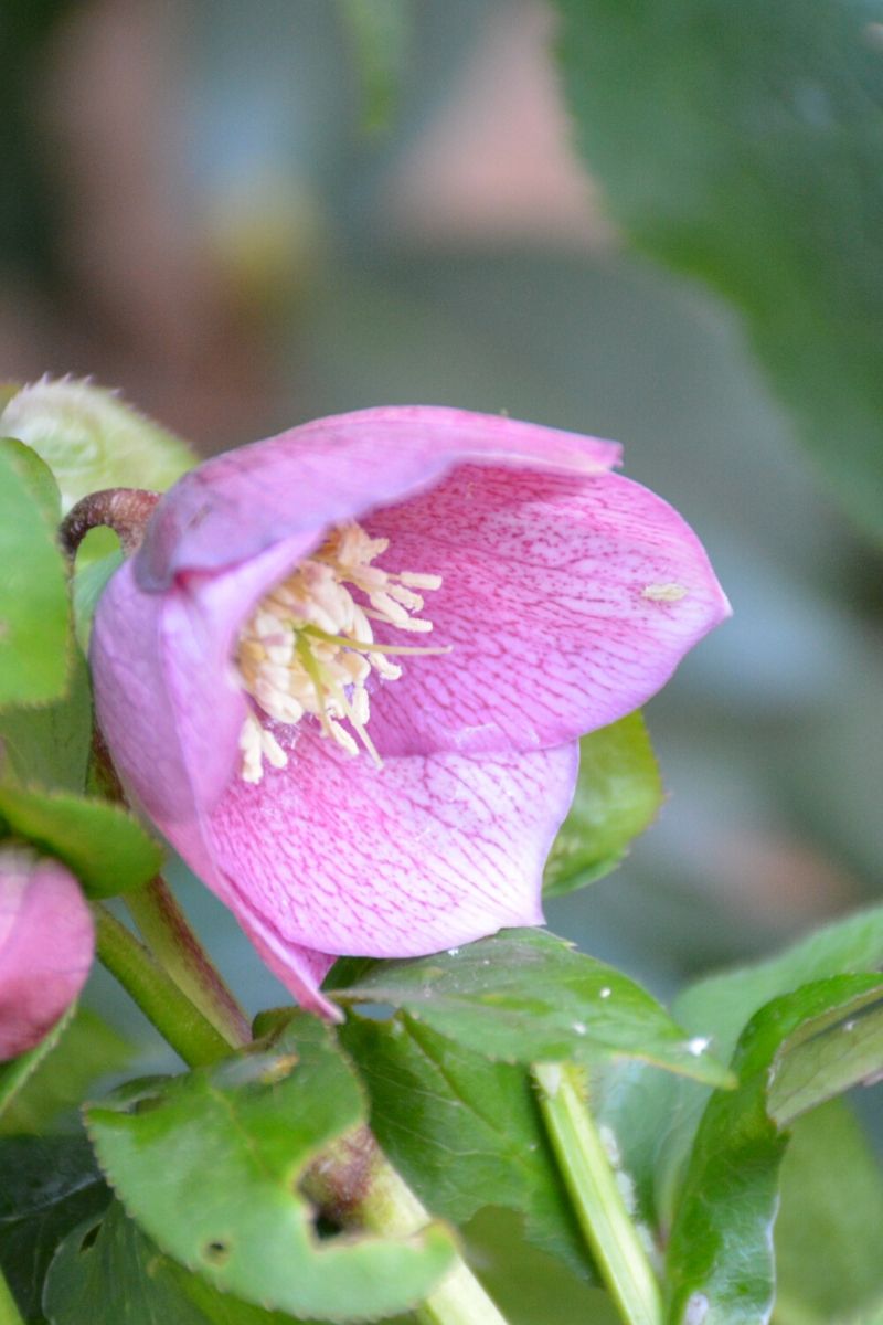 Lenten Rose