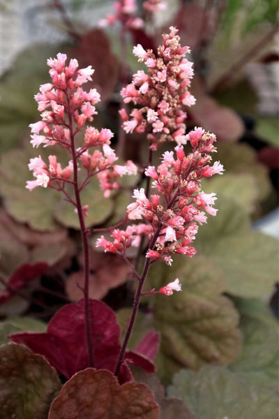 Coral Bells, Pink Pearls