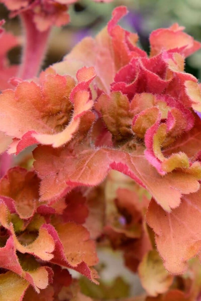 Coral Bells, Frilly