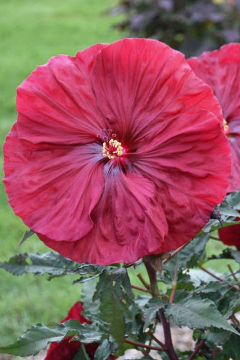 Hibiscus, Blackberry Merlot