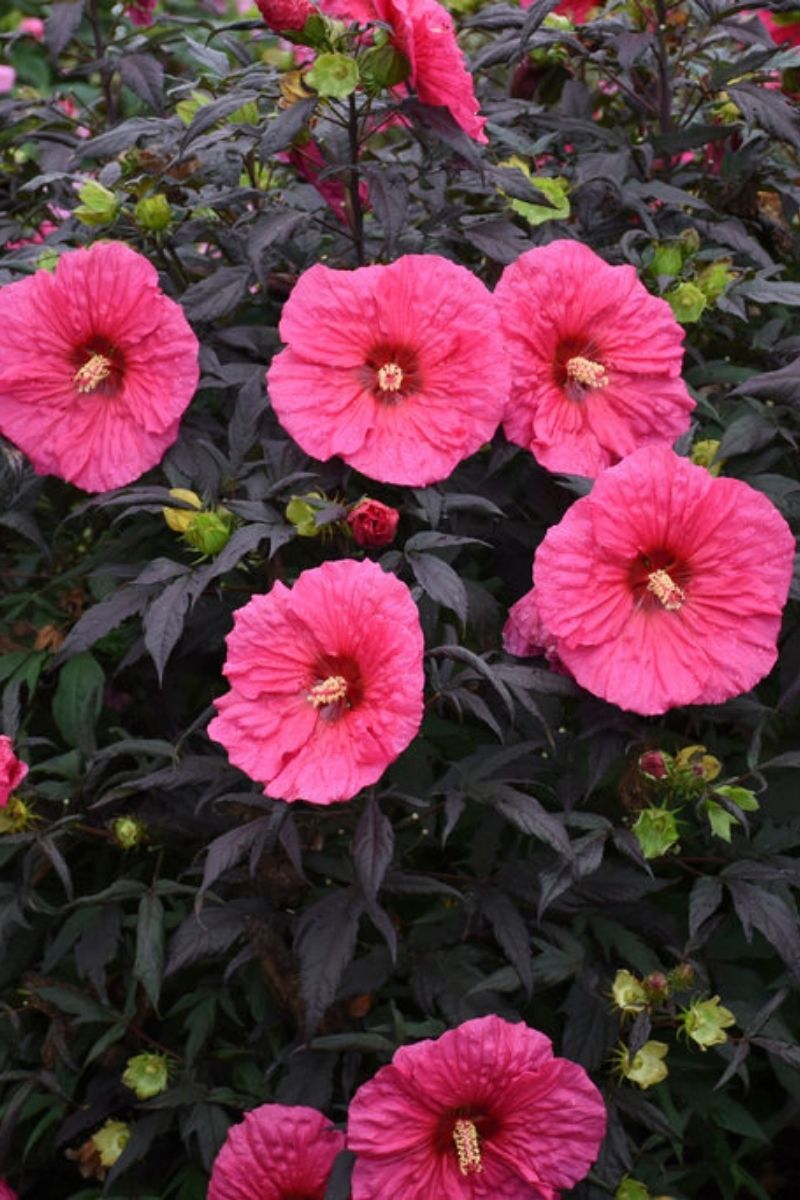 Hibiscus, Evening Rose