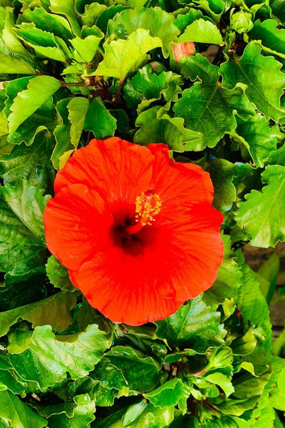 Hibiscus, Tropical Bush Red