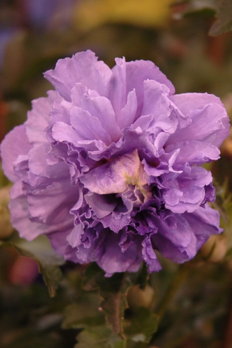 Rose Of Sharon, Blueberry Smoothie
