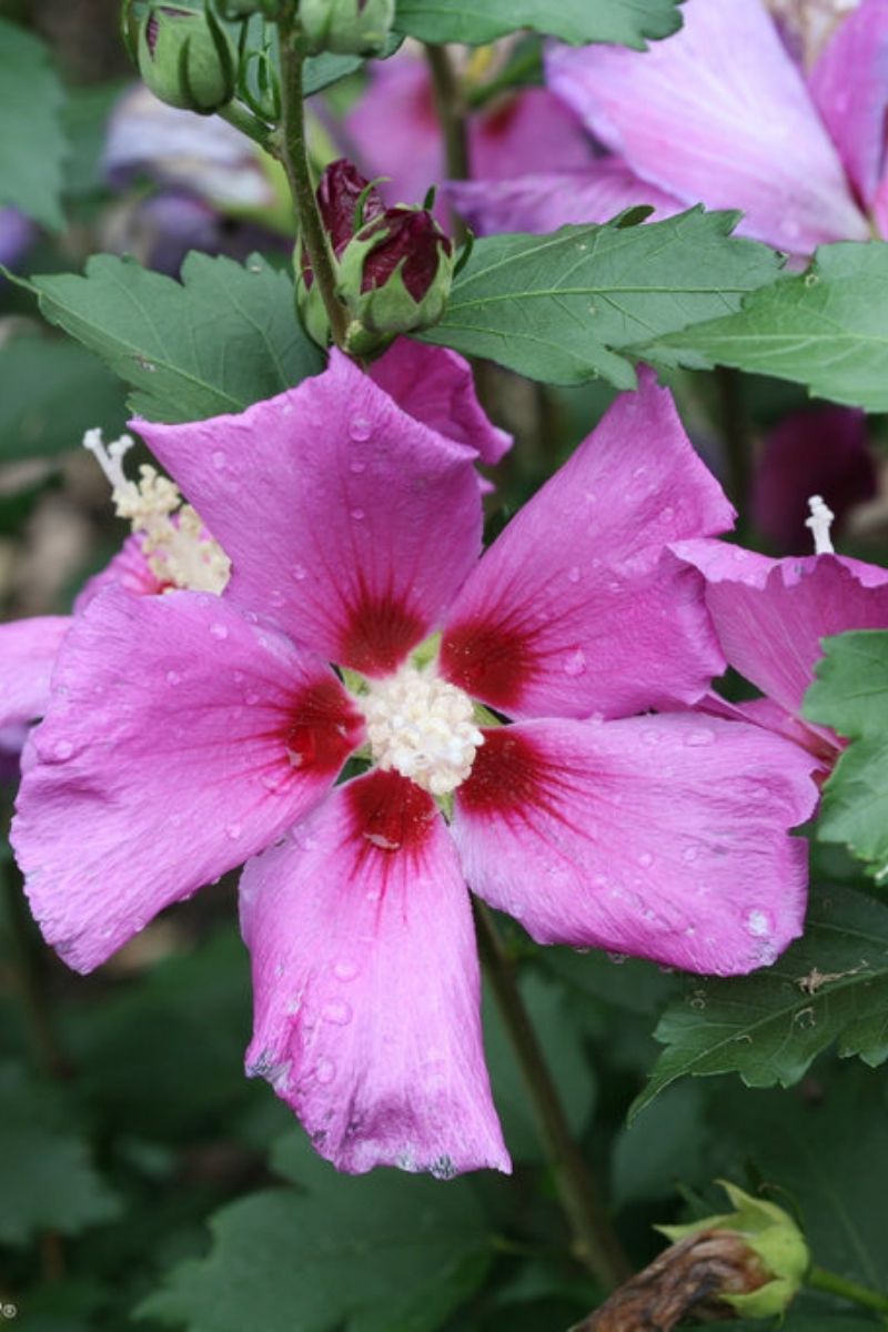 Rose Of Sharon, Purple Satin