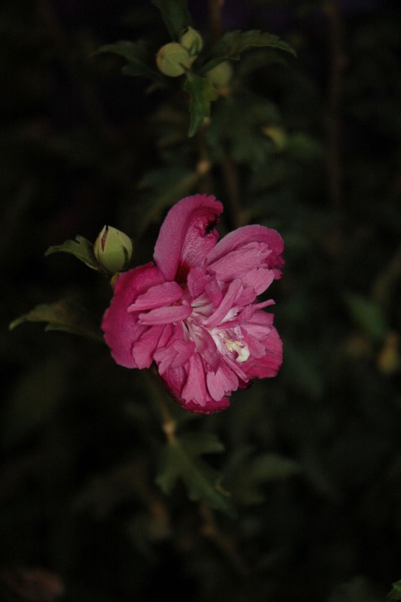 Rose Of Sharon, Raspberry Smoothie