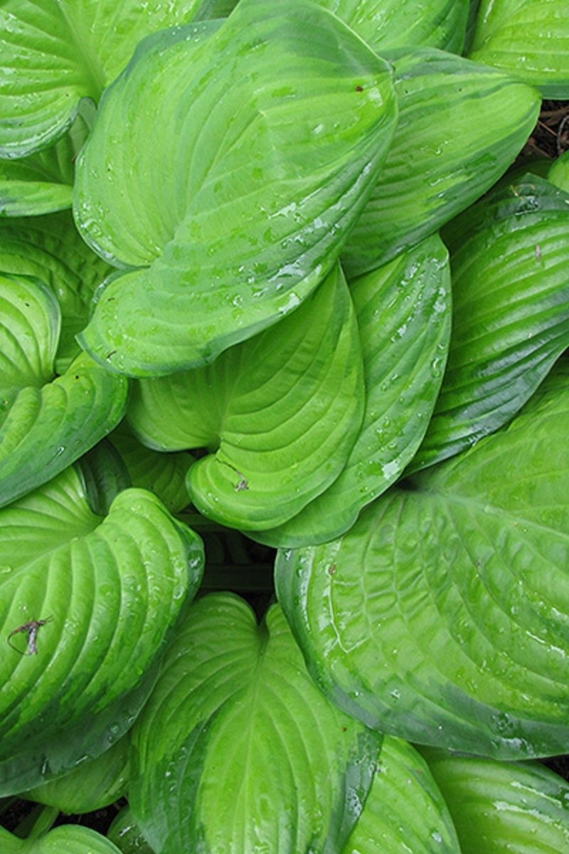 Hosta, Guacamole