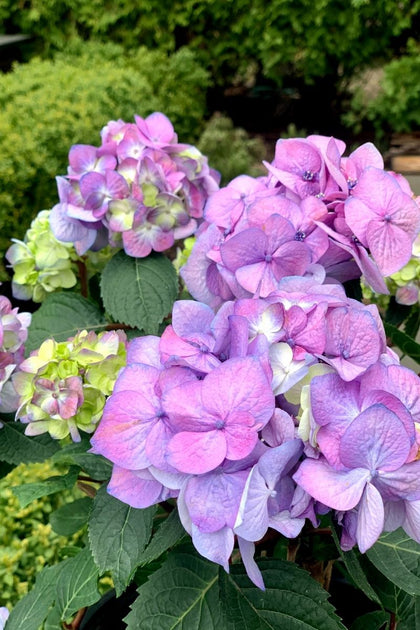 Hydrangeas (for programming) – Tagged 