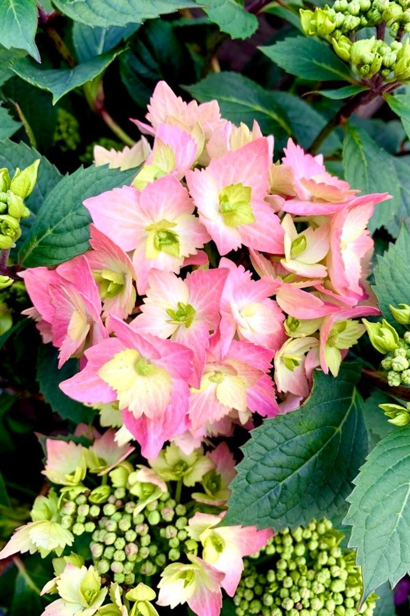 Hydrangea, Let's Dance Cancan