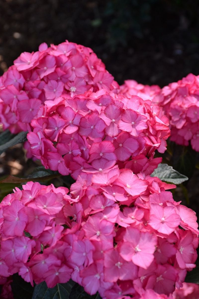 Hydrangea, Cape Hamptons