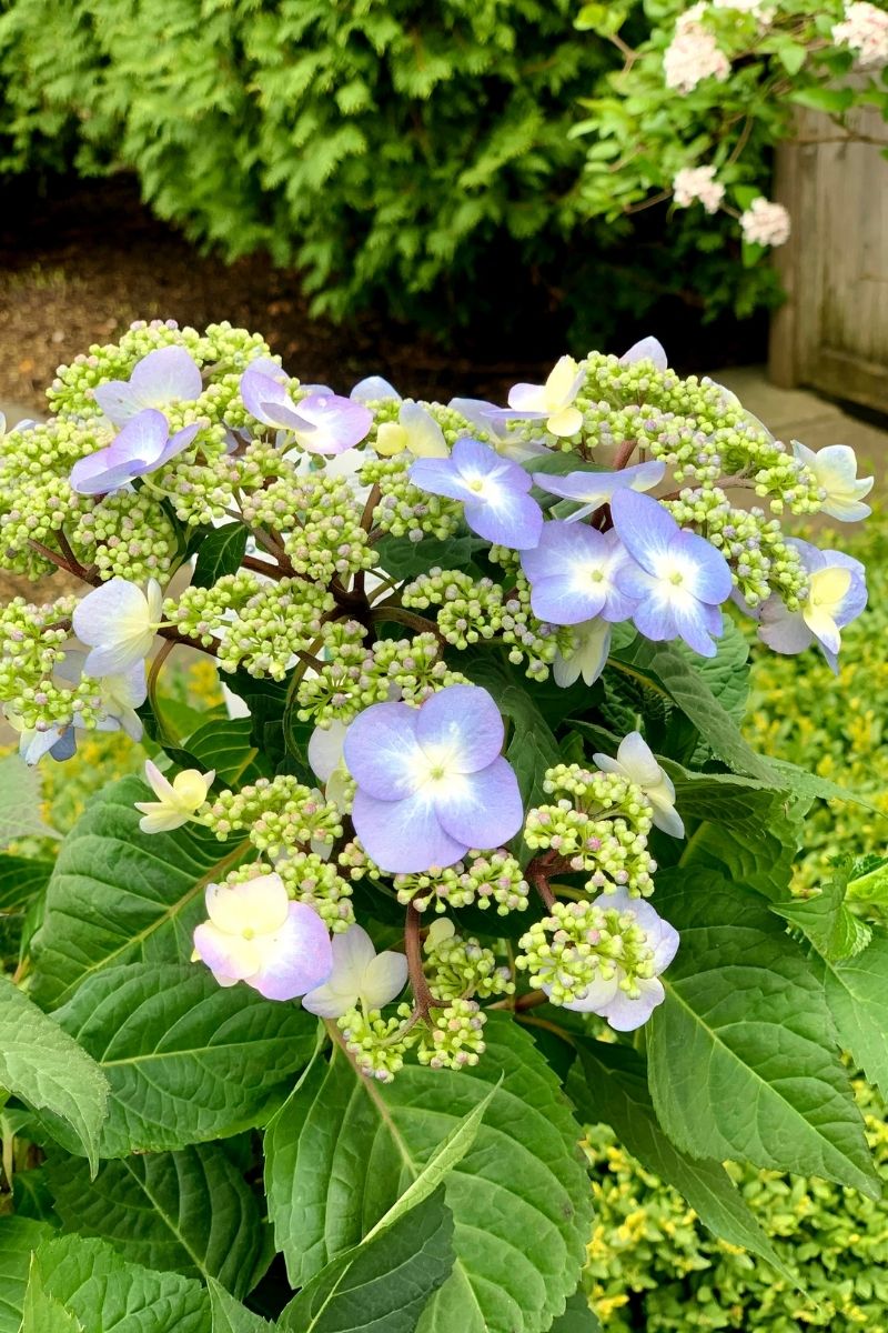 Hydrangea, Twist-N-Shout – Chalet