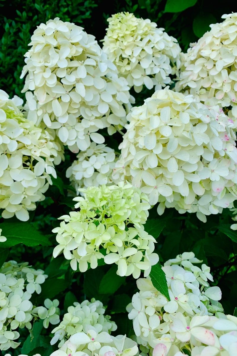 Hydrangea Panicle, Quick Fire Fab