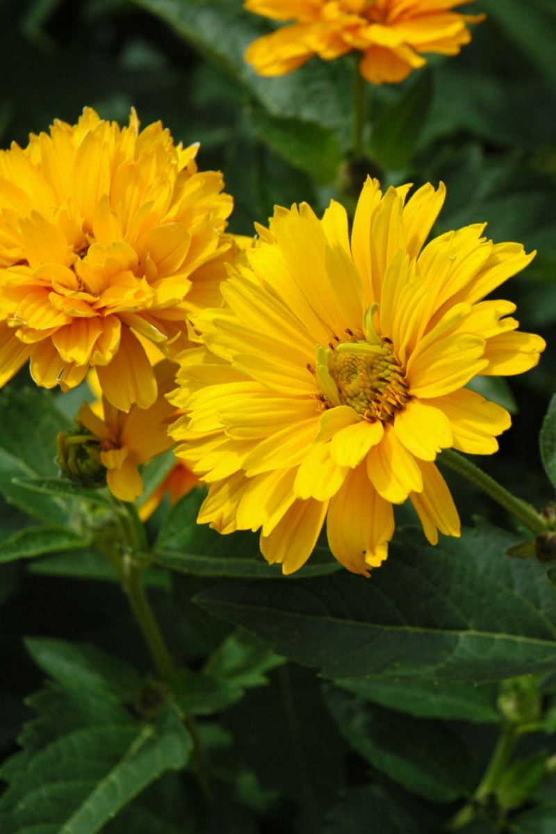 False Sunflower, Summer Sun