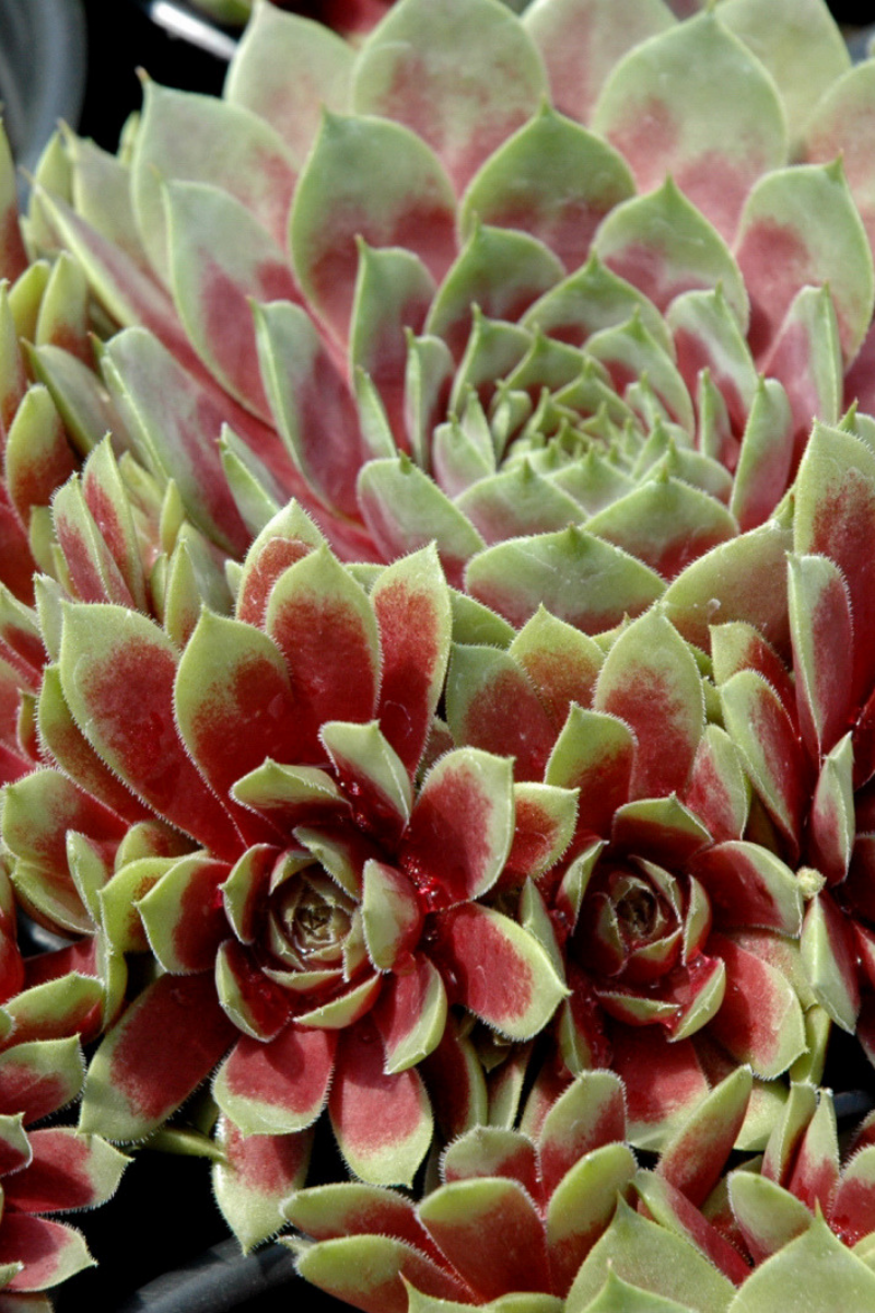 Hen & Chicks, Commander Hay