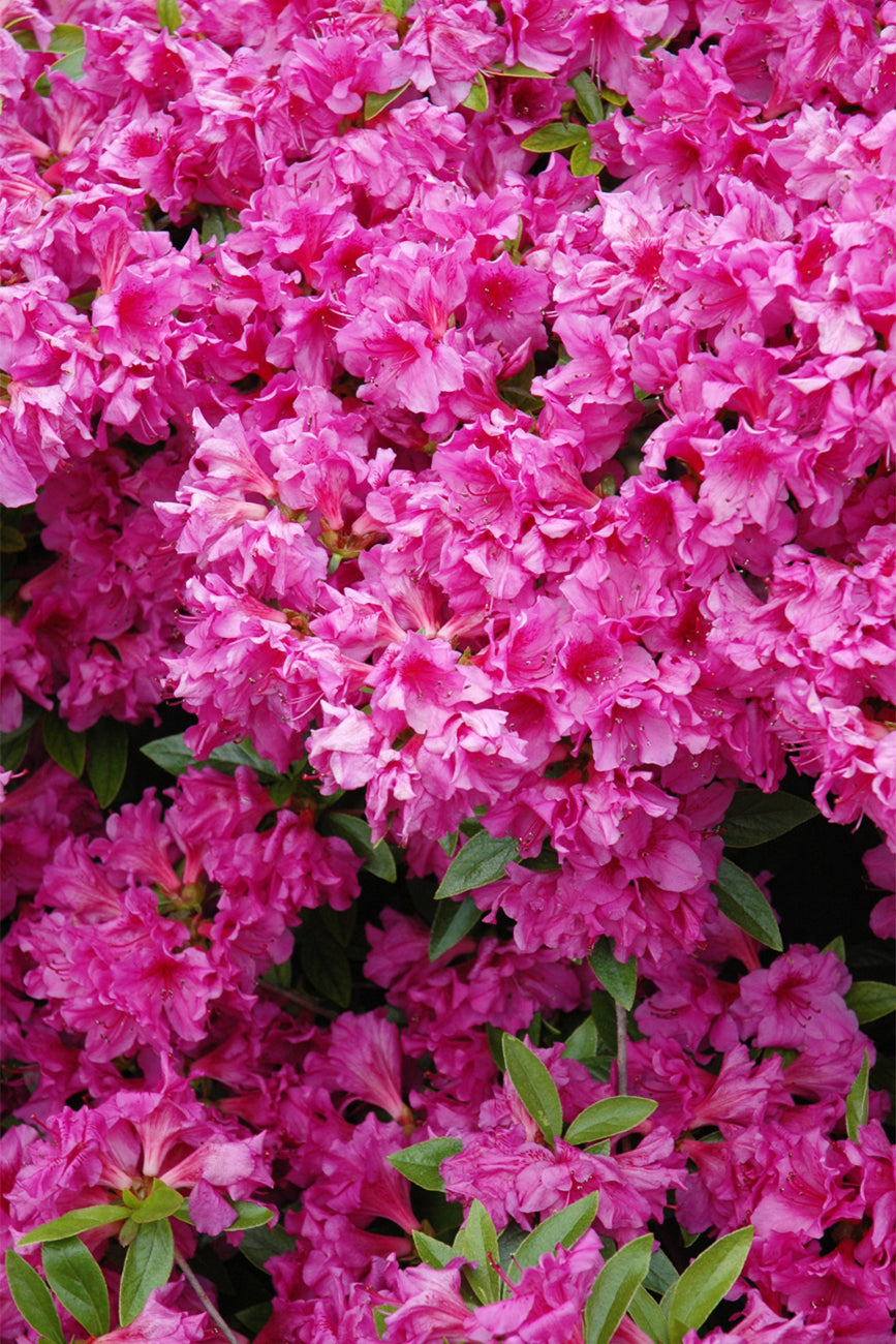 Azalea, Herbert – Chalet