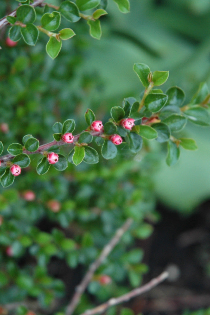 Cotoneaster, Hessei