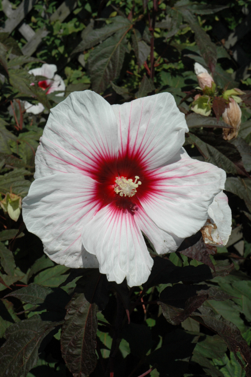Hibiscus, Kopper King
