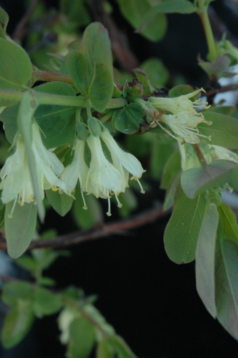 Fruit, Honeyberry Berry Blue