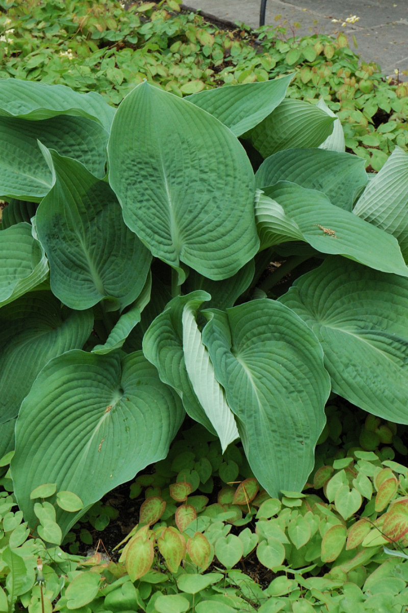 Hosta, Blue Angel