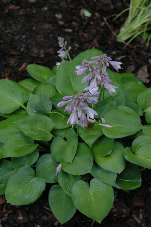 Hosta, Blue Cadet