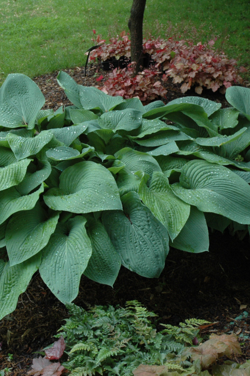 Hosta, Blue Mammoth