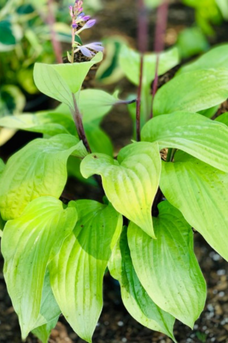 Hosta, Designer Genes