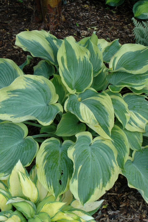 Hosta, Earth Angel