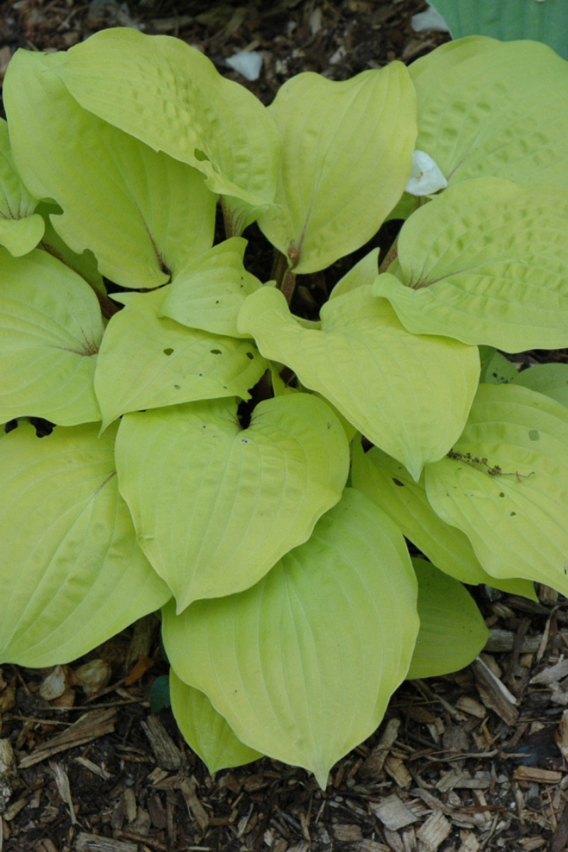 Hosta, Fire Island